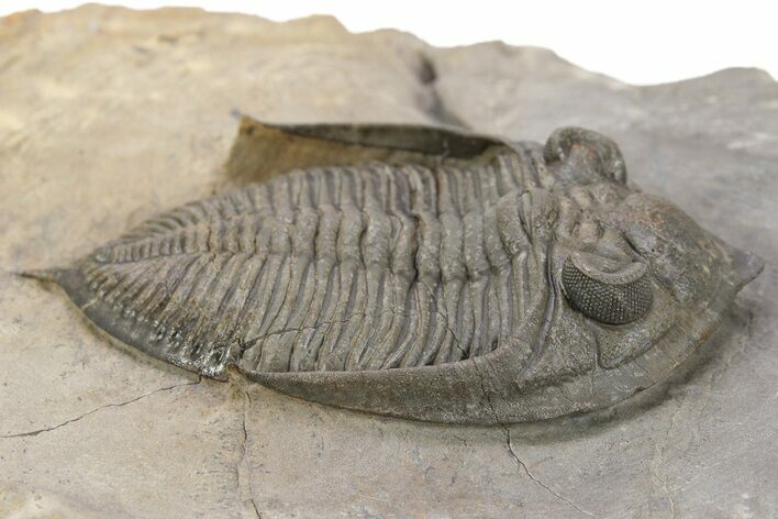 Bumpy Zlichovaspis Trilobite - Lghaft, Morocco #240535